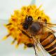 What can I do to Help the Bees